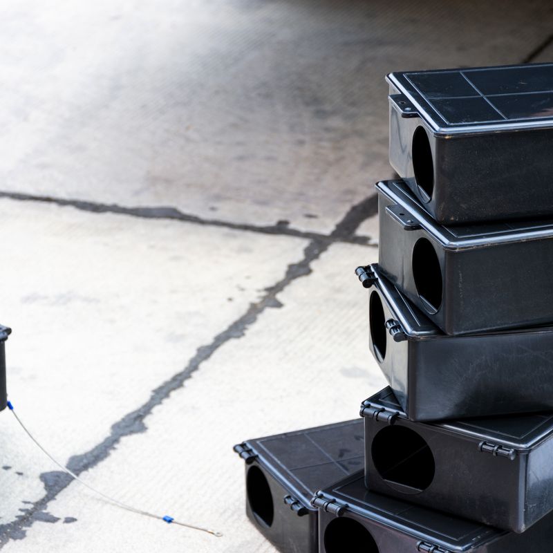 Preventing Stink Bugs In Your Chicago Home Chicago Home Pest Control