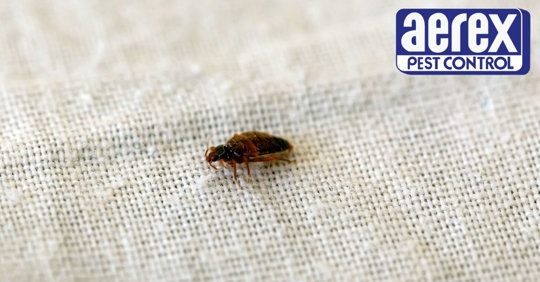 Bed bug on bed sheet