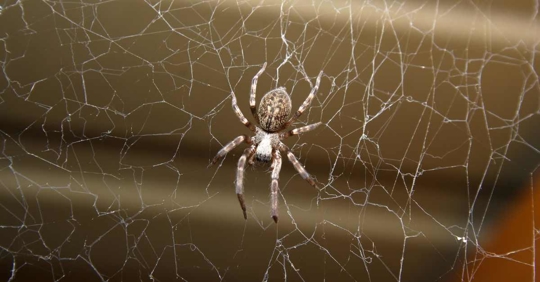 house spider on a web
