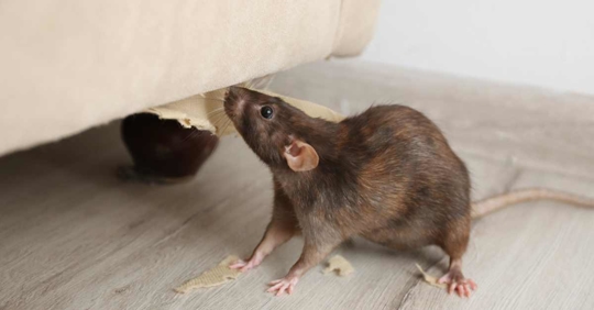 rat near furniture Indoors