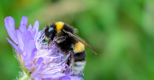 bee on flower