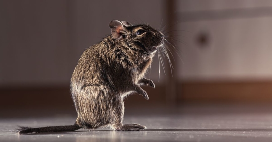 a rodent in the house