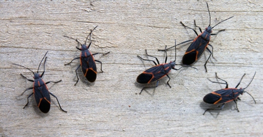 boxelder bugs
