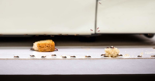 Ant problem inside the kitchen