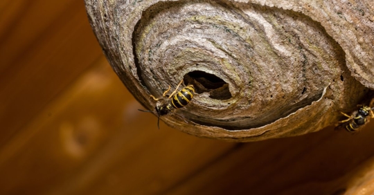Wasps' nest