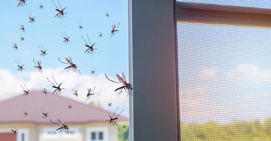 Mosquitoes flying in to the house while insect net was opened