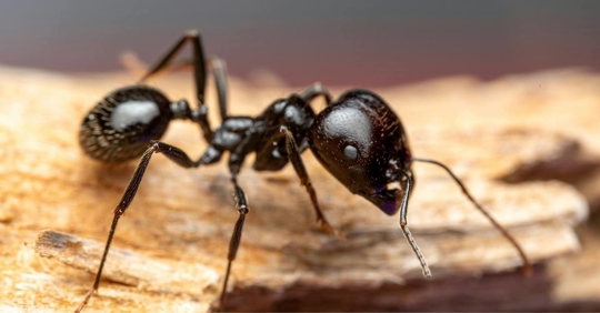 Close-up Macro Shot of a Carpenter Ant on Wood