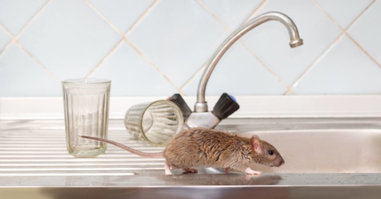 Mice prowls on the kitchen sink