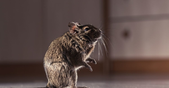 mouse in the kitchen