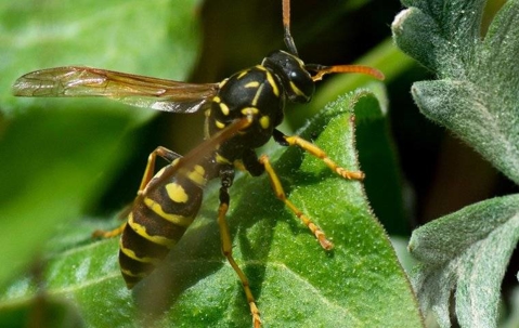 Wasp on a leaf.