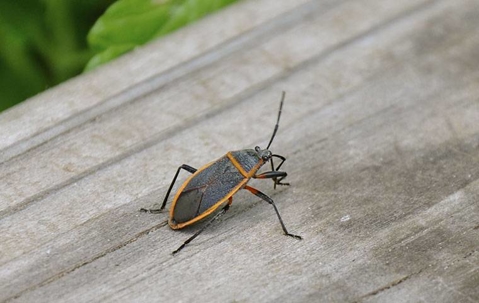 A boxelder bug on a porch