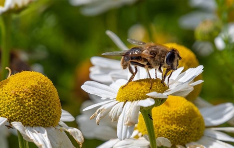 Bee on a flower.