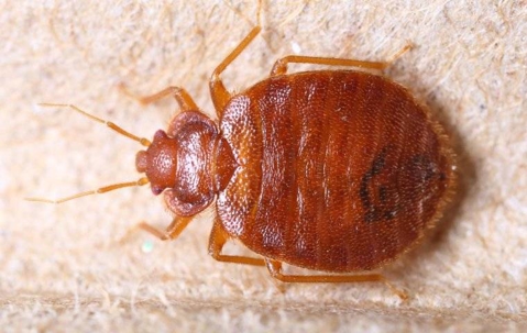 Bed Bug