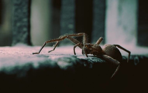Brown Recluse Spider crawling in a basement window with bars.