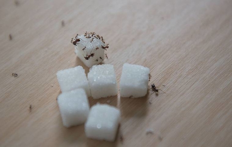 Ants on sugar cubes