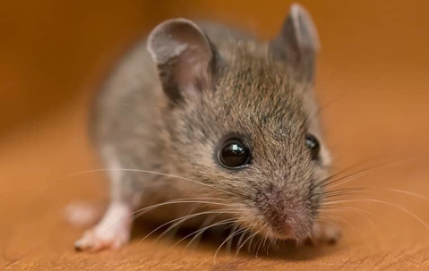House mouse on a kitchen counter.