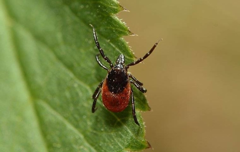 Deer Tick crawling on a leaf.