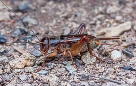 Cricket in the dirt