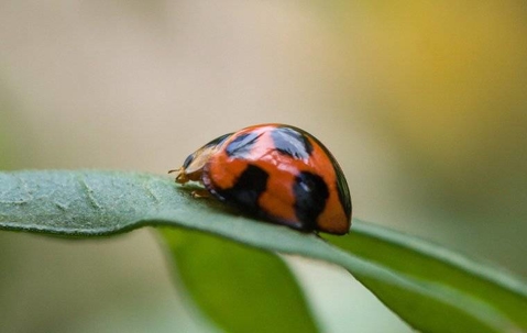 Up close image of a lady bug on a leaf
