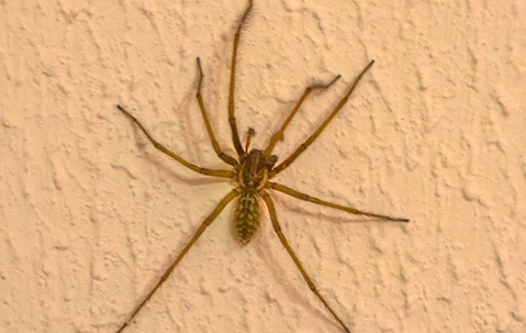 Spider crawling on a wall.