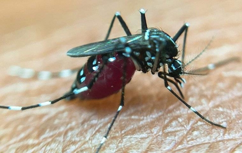 Mosquito biting someone's skin and drinking blood.