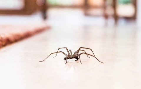 House spider crawling on the floor.