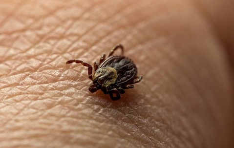 Tick crawling on someone's skin.
