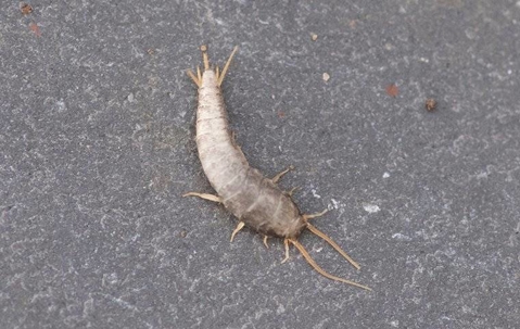A silverfish crawling on a bathroom sink