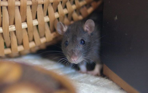Rat behind furniture.