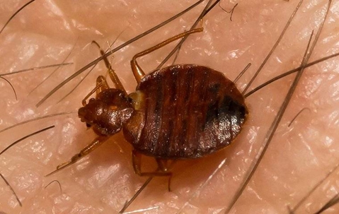 A bed bug crawling on human skin