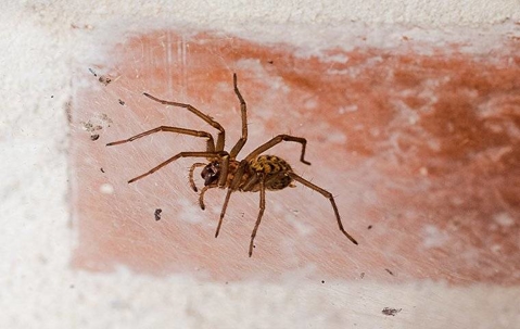 House spider on a brick