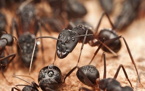 Carpenter ants crawling on wood