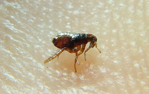 Flea crawling on someone's skin.