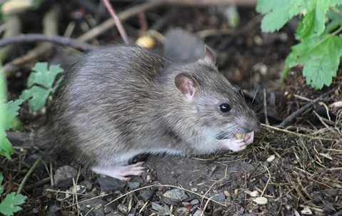 Rat eating in a garden.