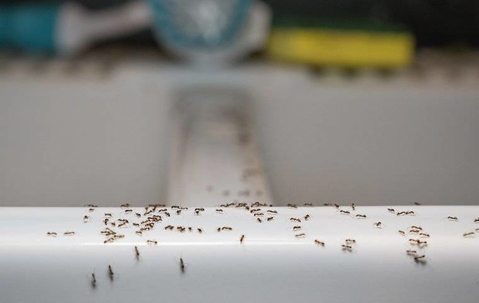 Ants crawling in kitchen
