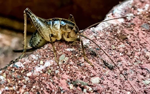 Camel Cricket on stone.