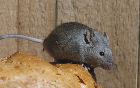 Mouse on a loaf of bread.