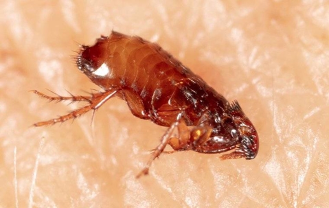 Flea crawling on someone's skin.