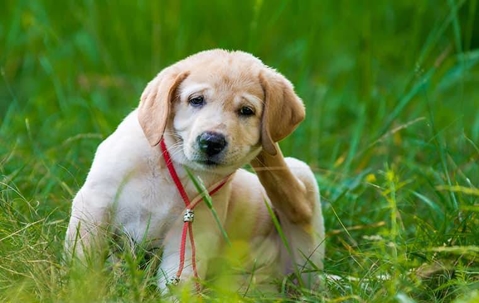 Puppy scratching its neck in a grassy area.