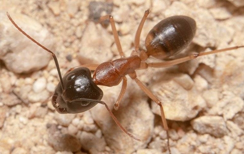 Sugar ant crawling on the ground