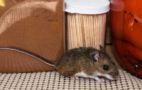 House mouse in kitchen