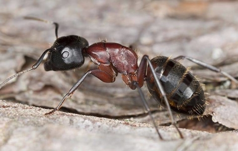 Carpenter Ant crawling on wood.
