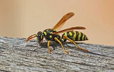 Wasp crawling on wood.