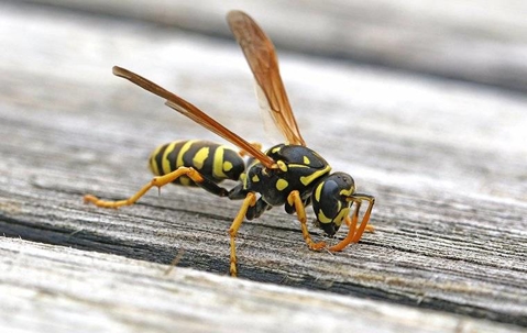 Paper wasp on a picnic table