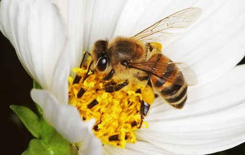 A bee landing on a white flower getting pollen