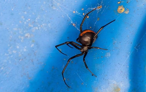 Black Widow Spider in its web.