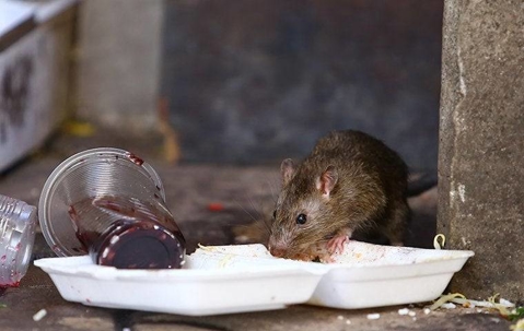 Rat eating food scraps from discarded food containers.