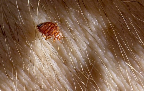 Bed bug crawling on skin