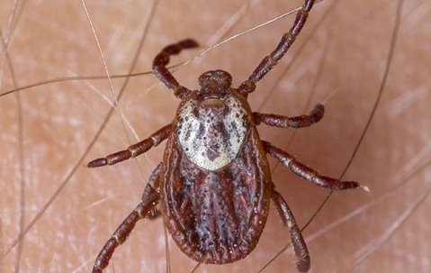 Up close of an American dog tick on a persons leg