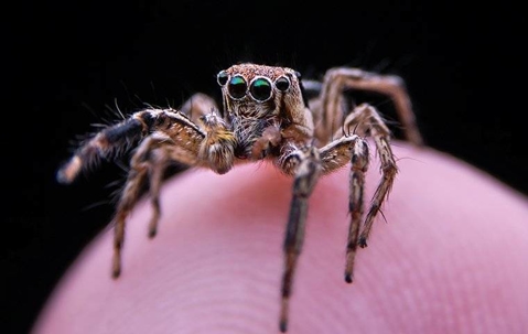 Jumping Spider on the tip of someone's finger.